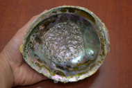 Pink Abalone Shell 6" - 6 1/2"