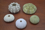 5 Pcs Small Mix Various Uchins Shell