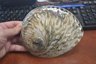 Both Side Polished Abalone Seashell 6"