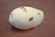 Melon Melo Diadema Sea Shell Decor 4" - 5"
