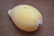 Melon Melo Diadema Sea Shell Decor 5" - 6"