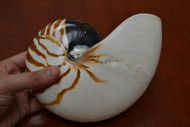 Striped Chambered Pearl Nautilus Seashell