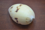 Melo Melon Diadema Sea Shell Decor 5" - 6"