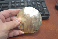 Black Lip Oyster Mother of Pearl Sea Shell Plate Craft 3"