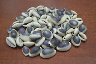 Purple Ring Top Cowrie Seashell