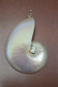 Pearl White Nautilus Shell Pendant 4" - 4 1/2"