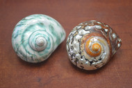 2 Pcs Green & Sarmaticus Pearl Jade Turbo Hermit Crab Shell