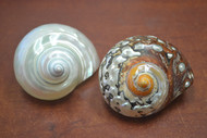 2 Pcs White & Sarmaticus Pearl Jade Turbo Hermit Crab Shell