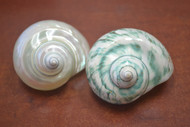 2 Pcs White & Green Pearl Jade Turbo Hermit Crab Shell