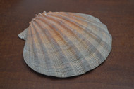 Large Orange Lion Paw Scallop Shell