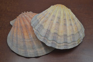 2 Pcs Large Orange Lion Paw Scallop Shell
