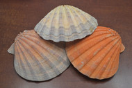 3 Pcs Large Orange Lion Paw Scallop Shell