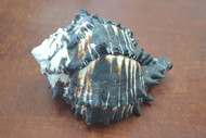 Black Murex Conch Hermit Crab Shell 5" - 5 1/2"