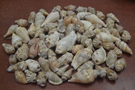 150 Pcs Assort Mix Small Tulip Seashell DIY Decor