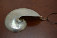 Pearl White Nautilus Shell Pendant