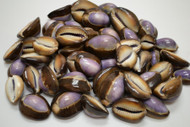 Snakehead Purple Top Cypraea Cowrie Shell 1 Pound