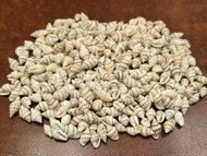Small Tiny Stripe Nassa Mini Sea Shells