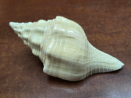 Vamavarti Shankha Conch Seashell 5" - 6"