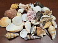 30 Pcs Assort Mix Seashells