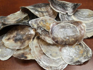 12 Pcs Purple Placuna Oyster Sea Shells