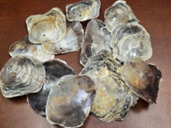 12 Pcs Drilled Hole Purple Placuna Oyster Sea Shells