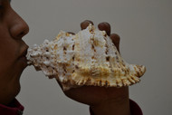 Gaint Frog Blowing Shell