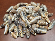 60 Pcs Olive Sea Shell Sewing 2 Hole Buttons