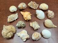 15 Pcs Assort mix Turbo Seashell Shells