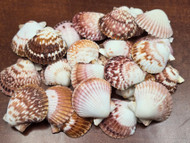Small Pink Strawberry Scallop Seashell