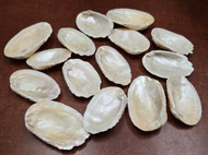 15 Pcs Unpolished Toad Skin Mother of Pearl Oyster Shells