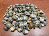 800 Pcs Bulk Zebra Nerita Sea Shells 1 Lb