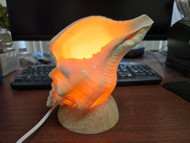 Chank Cone Sea Shell Table Lamp