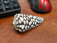 Marble Conus Cone Shell 2 1/2"