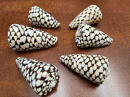 6 Pcs Marble Conus Cone Shell 2 1/2"