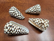4 Pcs Marble Conus Cone Shell 2 1/2"