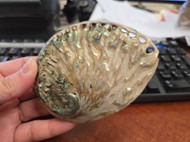 Polished Haliotis Midae Abalone Shell 4 1/2"