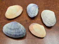5 Pcs Assort Asaphis Violascens Clam Seashell 1 1/2" - 2 1/4"