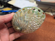 Polished Both Side Green Abalone Shell 3" - 4"