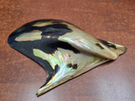 Black Lip Osyter Mother of Pearl Shell 7"