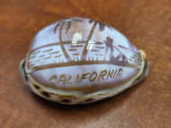 Purple Catalina Island Cowrie Shell 2 1/2" - 3"