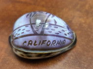 Carved Purple Catalina Island Cowrie Shell 2 1/2" - 3"