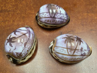 3 Pcs Hand Carved Purple Catalina Island Cowrie Shell 2 1/2" - 3"
