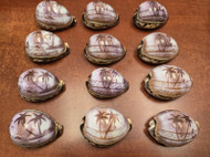 12 Pcs Hand Carved Purple Catalina Island Cowrie Shell 2 1/2" - 3"