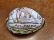 Purple Balboa Island Cowrie Shell 2 1/2" - 3"