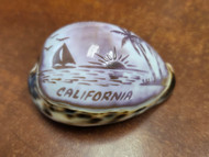 Carved Purple Balboa Island Cowrie Shell 2 1/2" - 3"