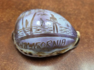 Hand Carved Purple Venice Island Cowrie Shell 2 1/2" - 3"