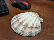 Large Purple Lion Paw Scallop Shell 5" - 6"