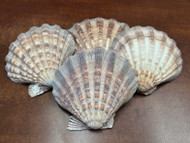 4 Pcs Large Purple Lion Paw Scallop Shell 5" - 6"