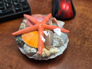 Assort Mix Seashells with Starfish Basket Gift