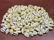 500 Pcs Yellow Money Moneta Cowrie Shells